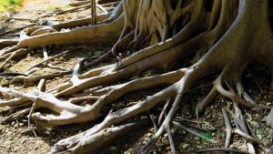 invasive tree roots