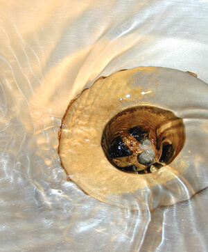 plumber inspecting a blocked drain inside home in Brisbane